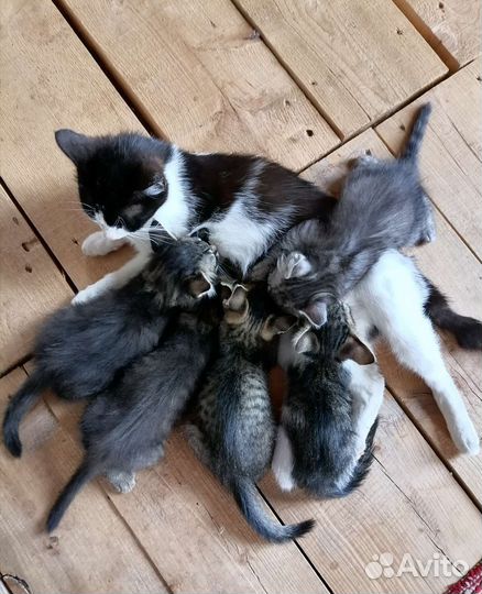 Котята в дар бесплатно