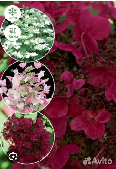 Гортензия метельчатая Вимс ред