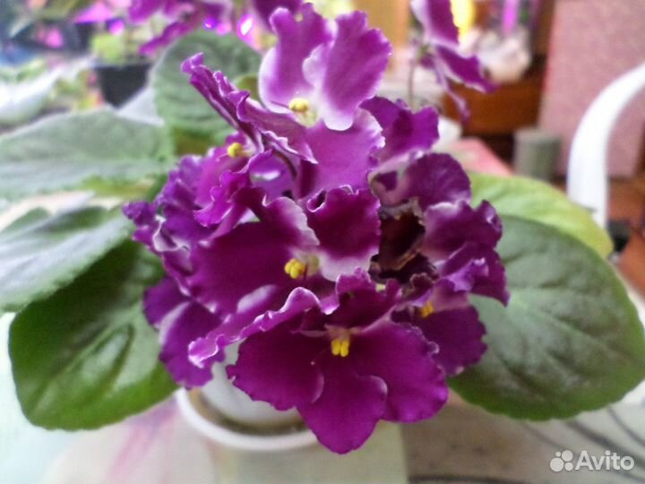 Цветущие фиалки