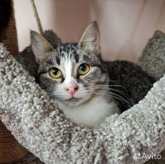 Кошка в дар бесплатно