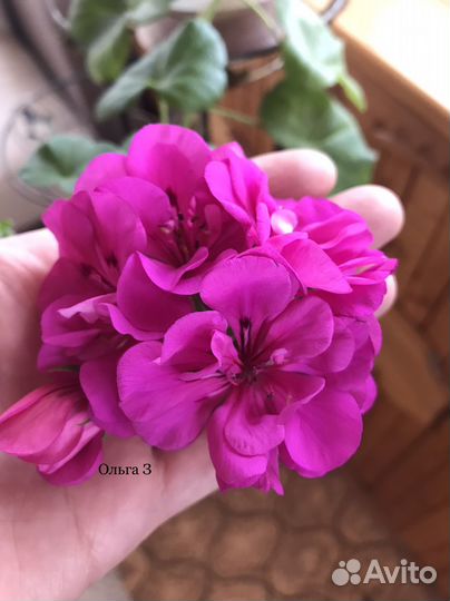 Плющелистная пеларгония (герань, ампельная)