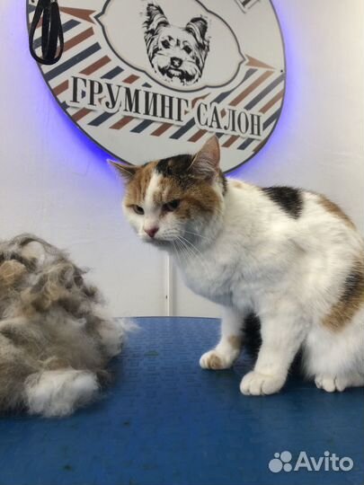 Груминг кошек - стрижка/ вычес/ экспресс-линька