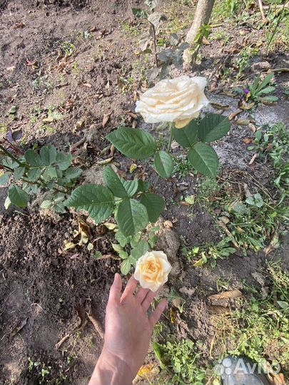 Розы садовые