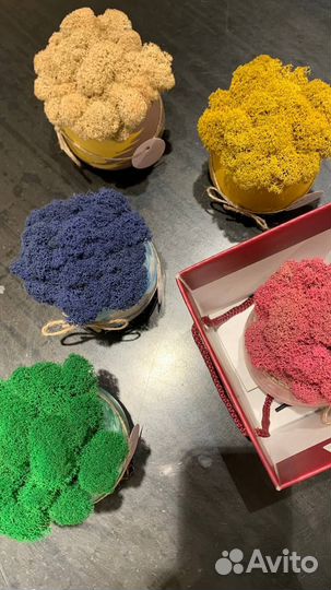 Стабилизированный мох