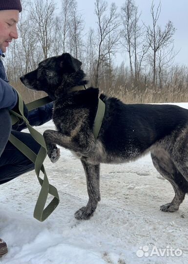 Тигровый бриллиант, некрупная собака