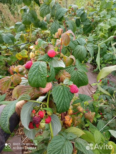 Саженцы ремонтантной малины