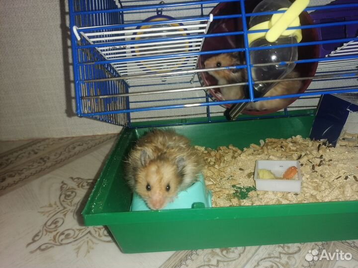 Хомяки вместе с клеткой