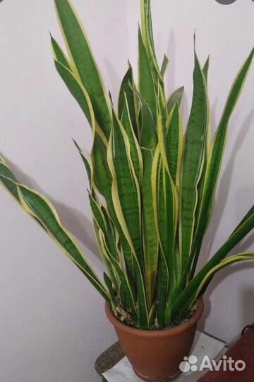 Комнатные цветы -Сансевиерия-Щучий хвост