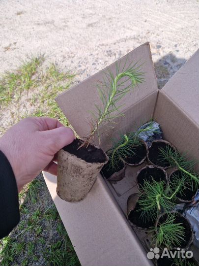 Сеянцы ели зкс в розницу