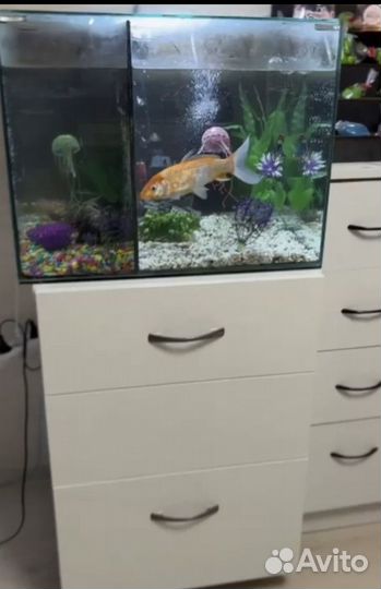 Аквариум с рыбами большой