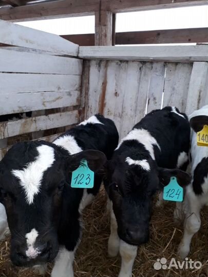 Бычки помесь абердином