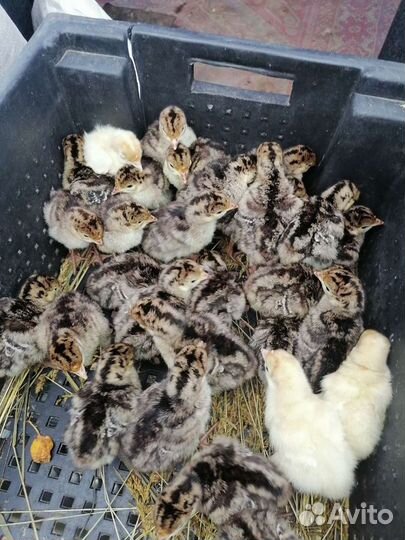 Гусята,Утята, Индоутка, Цыплята