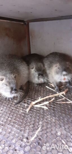 Продаются нутрии живые