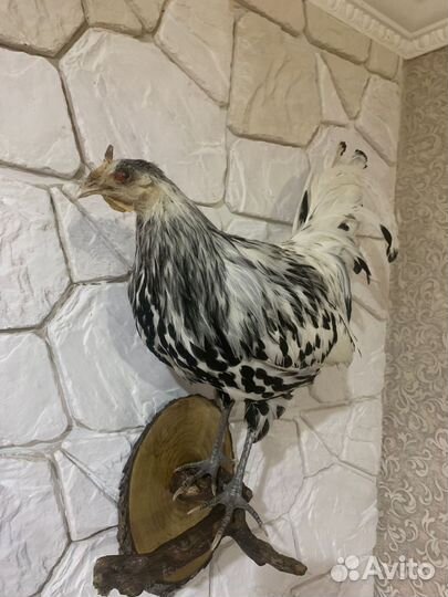 Чучело петуха