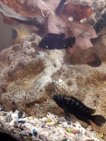 Аквариумные рыбки цихлиды