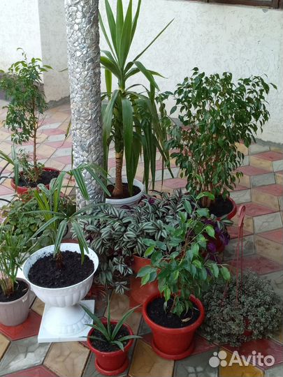 Юкка комнатная