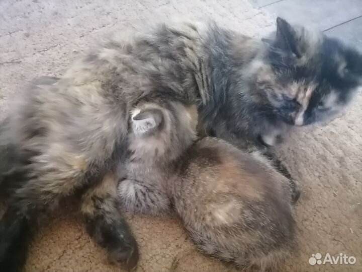 Отдам трехшерстную кошечку