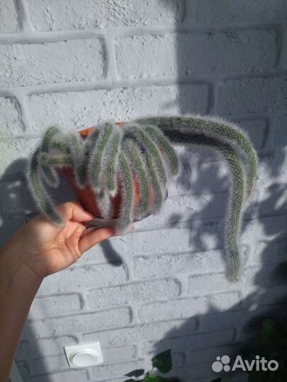 Кактусы и суккуленты