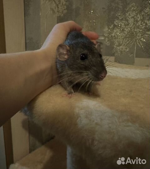 Декоративная крыса
