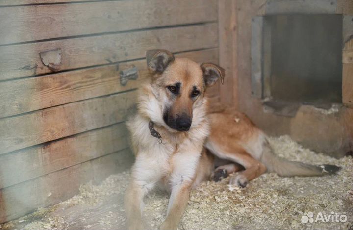 Винки Собака в добрые руки