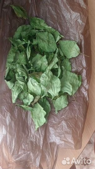 Заготовки для попугаев