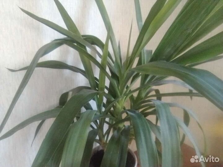 Пальма юкка