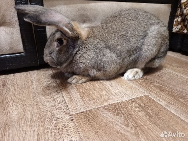 Кролики мясных пород