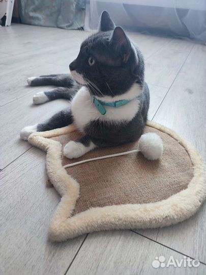 Когтеточка для кошек