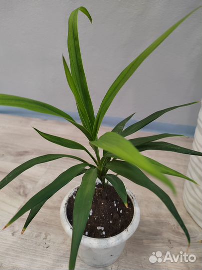 Кордилина Южная