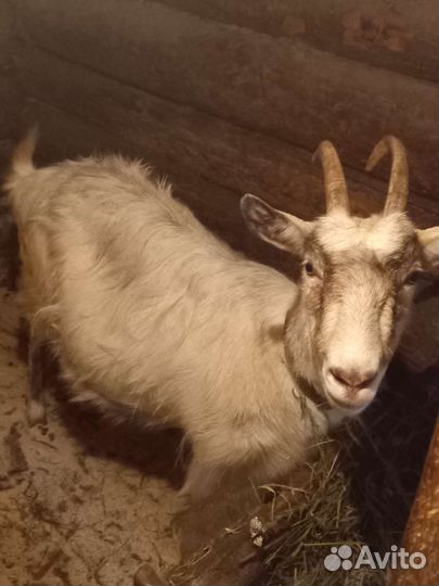 Коза дойная, стельная