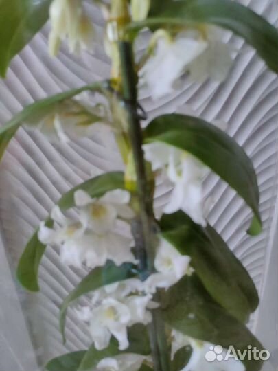 Орхидея дендробиум нобиле