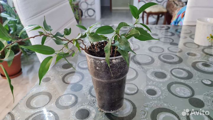 Отросток фикус а Бенджамина