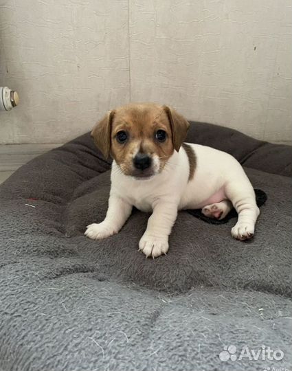 Джек рассел терьер