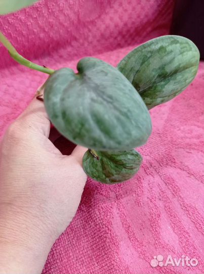 Сциндапсус snack scale