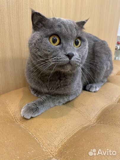Коты в добрые руки