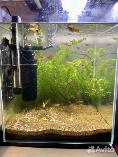 Рыбки меченосцы