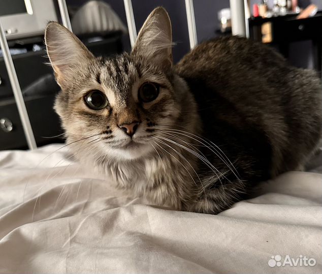 Кошка