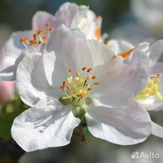 Crab Apple (Яблоня). Цветы Баха 10 Англия