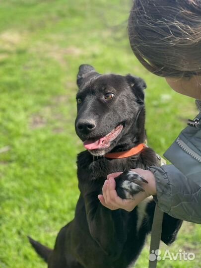 Собака во двор