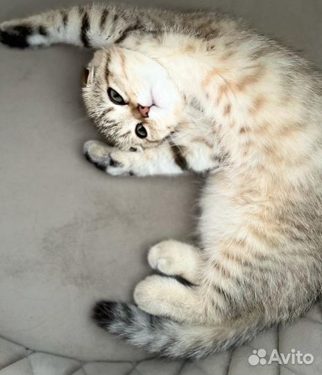 Шотландская вислоухая кошечка