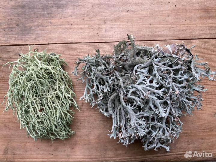 Голубая цетрария, ягель, кладония, пармелия