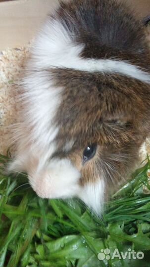 Морская свинка