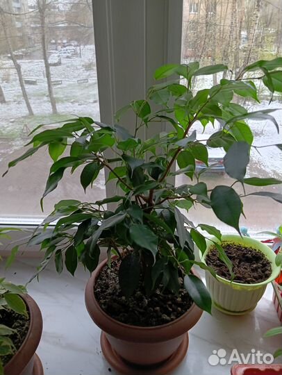 Фикус бенджамина