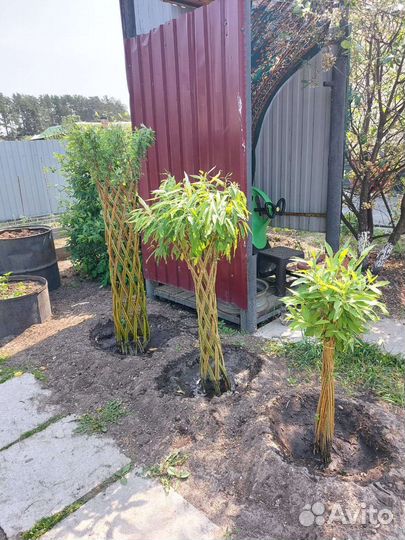 Ива плетеная 