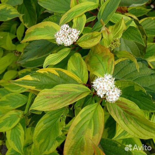 Саженцы- дерен