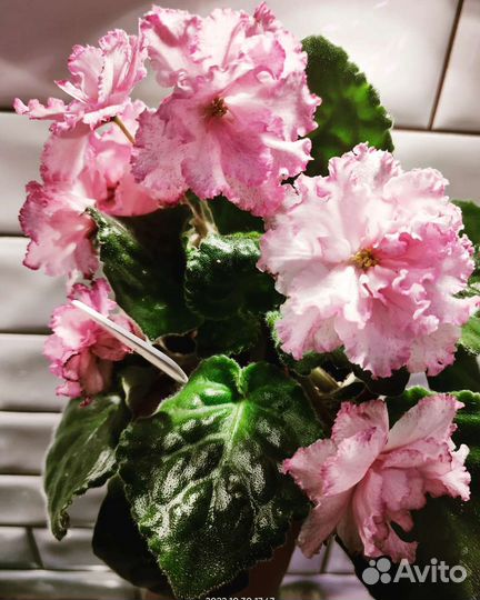 Сортовые фиалки