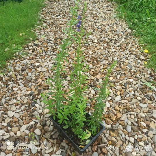 Пряные травы