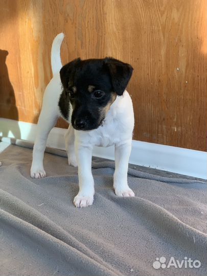 Щенки Парсон рассел терьера