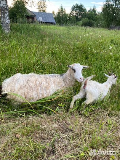 Продажа коз