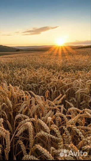 Пшеница озимая урожай 2023г. оптом